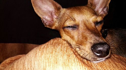 Close-up of a sleeping dog