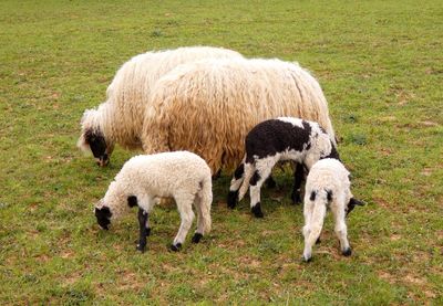 Sheep in a field