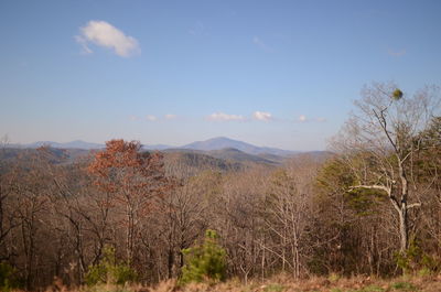 Scenic view of trees growing on field against sky