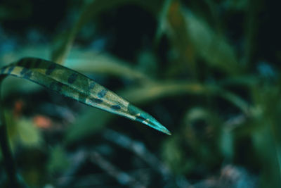 Close-up of leaf on grass