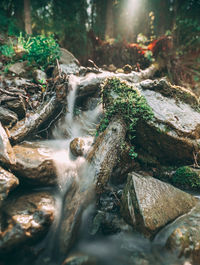 Close-up of moss on rock in forest