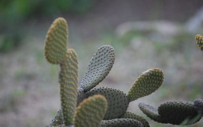 Close-up of prickly pear cactus