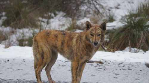 Wolf standing on snow covered field