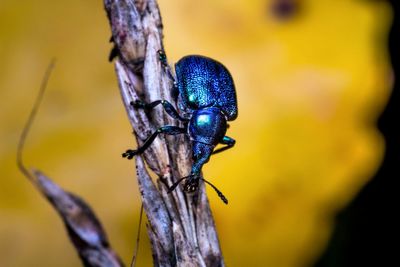 Close-up of insect on plant