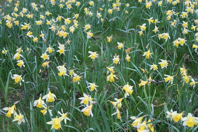 Full frame shot of yellow flowering plants on field