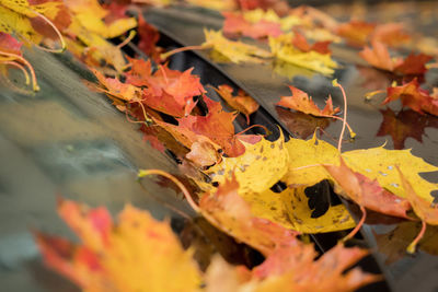 Close-up of yellow maple leaves during autumn