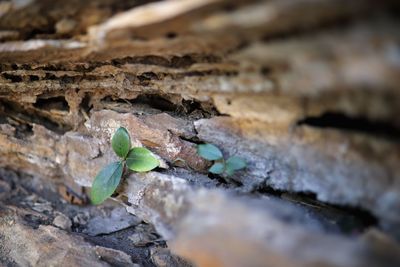Close-up of leaf on rock