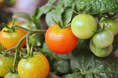 Close-up of oranges on plant