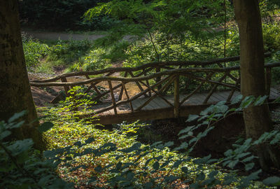 Plants growing in forest