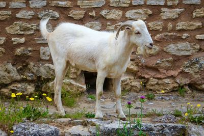 White goat against stone wall