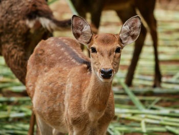 Portrait of deer on field