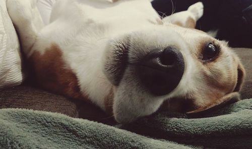 Close-up of dog resting