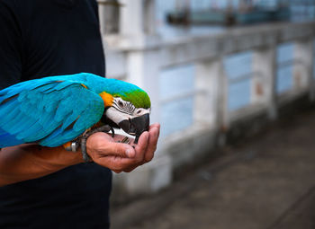 Midsection of man holding bird perching on hand