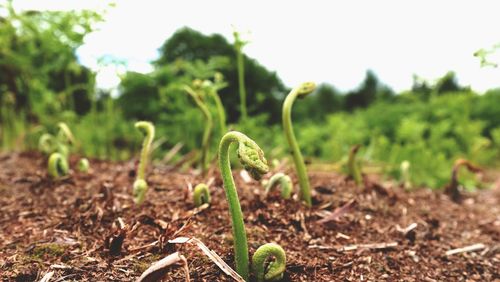 Close-up of plant growing on field