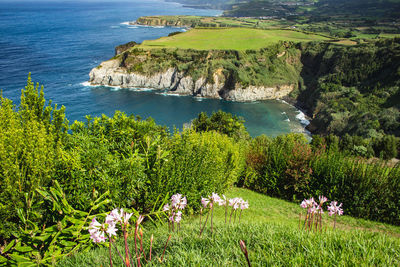 High angle view of flowering plants by sea