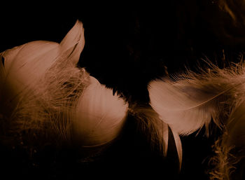 Close-up of flowering plant against black background