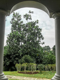 plant