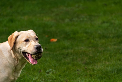 Dog looking away on field