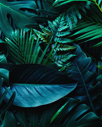 High angle view of leaves on field