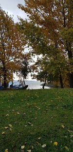 Trees on field during autumn