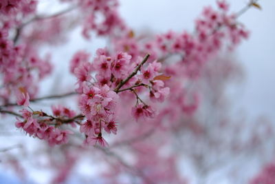 Close-up of pink cherry blossom