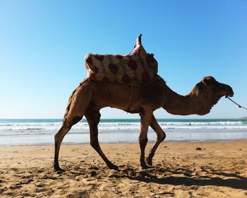 View of horse on beach against clear sky