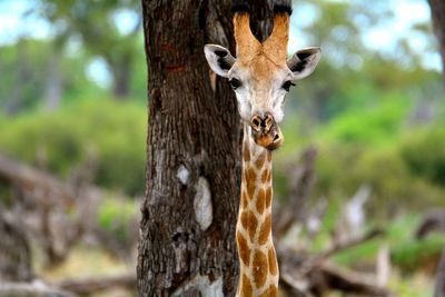 Portrait of lizard on tree trunk