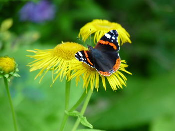 Close-up of bee pollinating on yellow flower