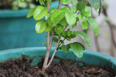 Close-up of fresh green plant