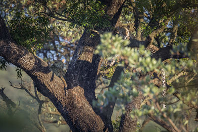 View of tree trunk