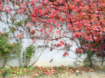 Red flowering plant against wall during autumn