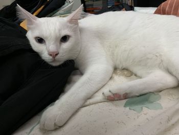 Close-up of cat relaxing on bed at home
