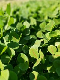 Full frame shot of green leaves