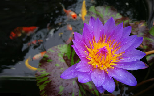 Close-up of pink lotus water lily in pond