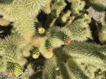 Full frame shot of plants