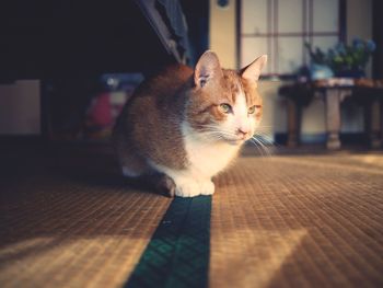 Portrait of cat sitting on floor