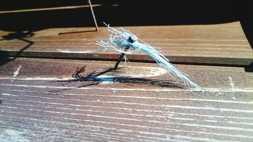 Close-up of damselfly perching on floor