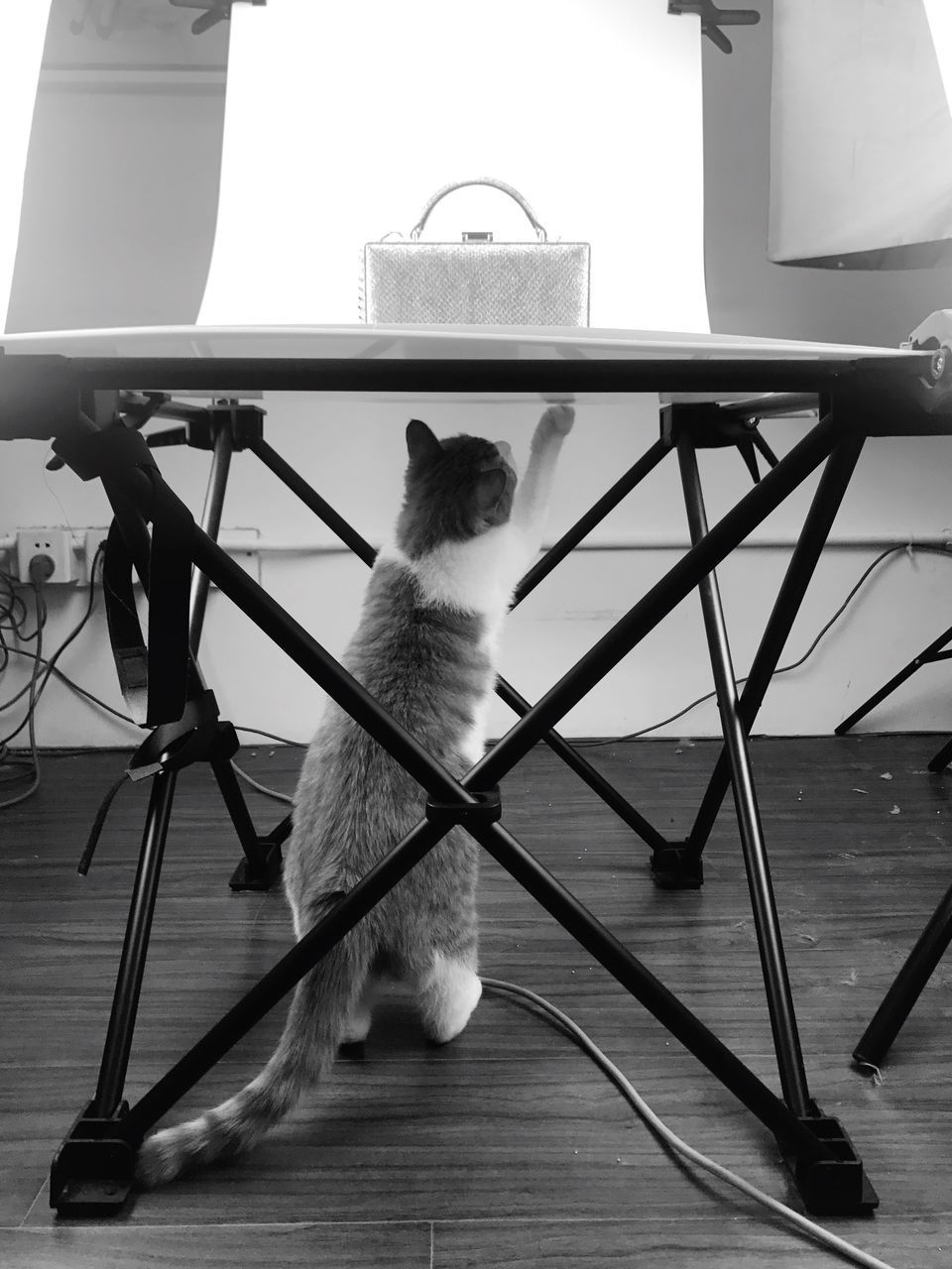 CAT SITTING ON FLOOR IN PEN