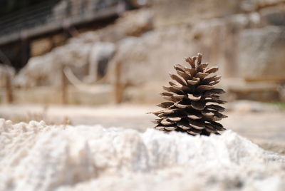 Close-up of plant against blurred background