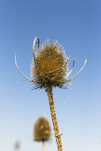 Close-up of wilted plant against clear blue sky