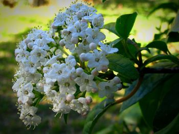 Close-up of white flowers