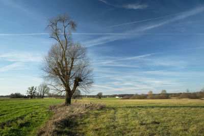 Willow tree without leaves on the meadow, white clouds and blue sky