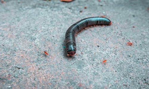 High angle view of insect