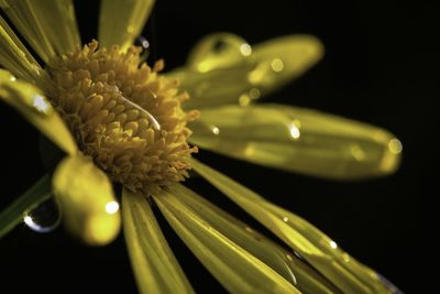 Close-up of insect on flower against black background