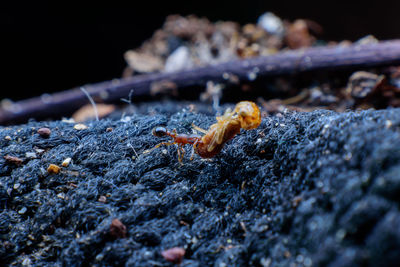 Close-up of insect on wood