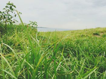 Scenic view of grassy field against sky