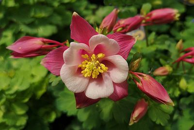 Close-up of pink flower