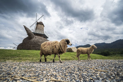 View of sheep on field against sky