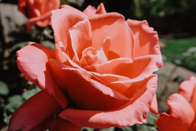 Close-up of red rose blooming outdoors