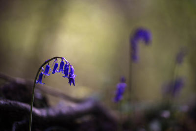 Close-up of purple flowering plants